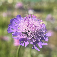 Scabiosa columbaria